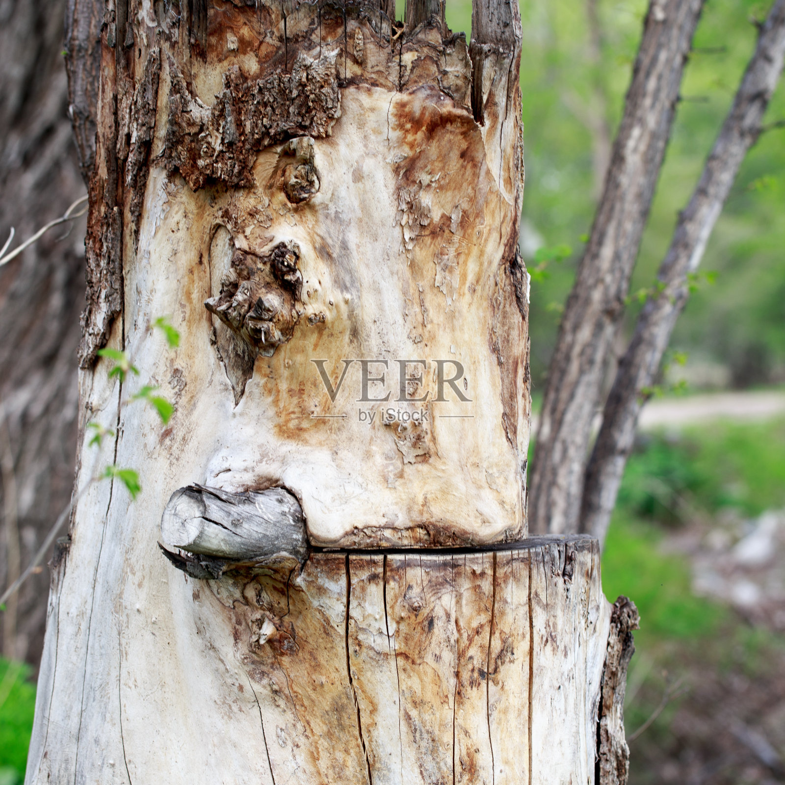木材纹理背景。风景如画的老树桩。旧的风格。带有复制空间的背景照片摄影图片