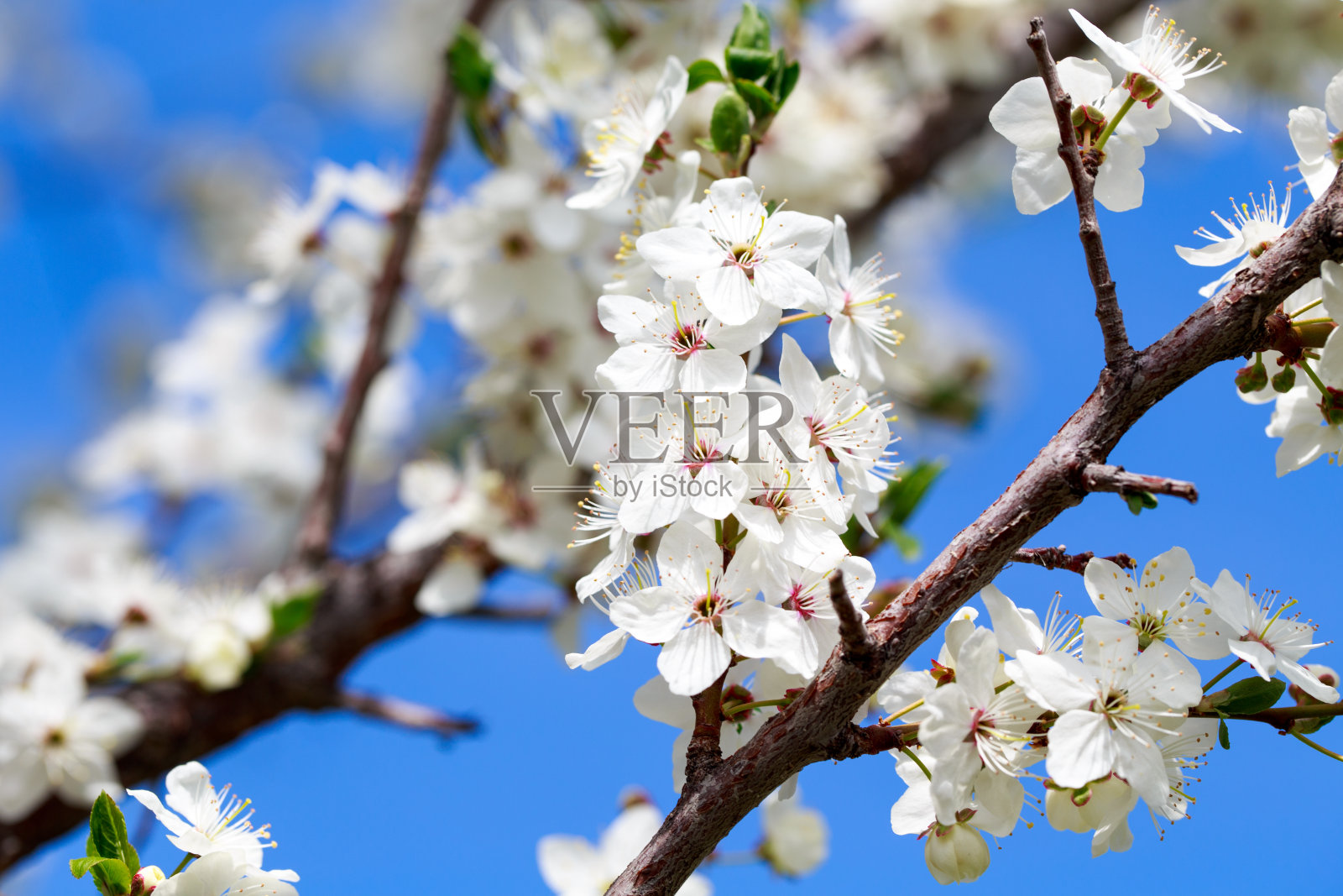 春天的花。蓝天映衬着樱花的枝叶。白色的花。春天的背景。樱花。照片摄影图片