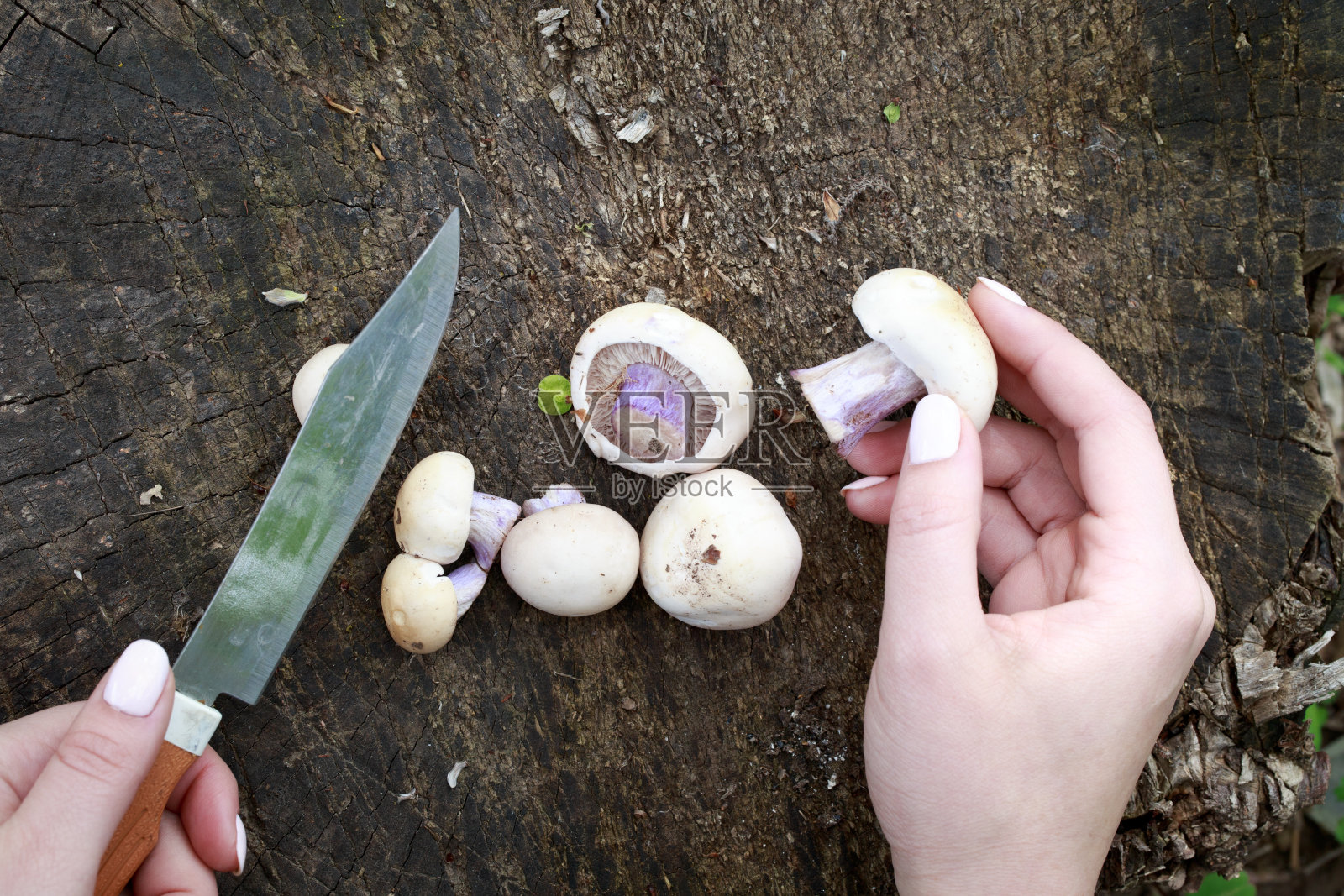 新鲜的蘑菇。夏天采摘蘑菇。老树桩上的蘑菇和小刀。自然背景。平铺，俯视图，复制空间照片摄影图片