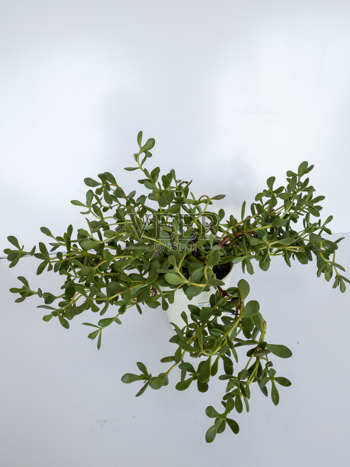玉的植物照片摄影图片