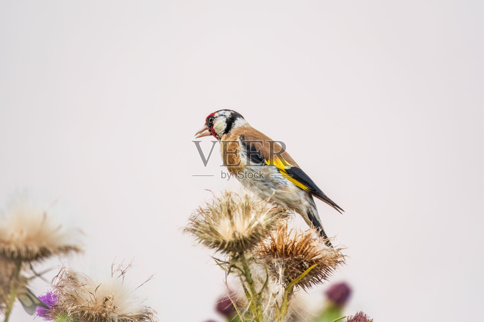 欧洲金翅雀，以蓟的种子为食。Carduelis Carduelis。照片摄影图片