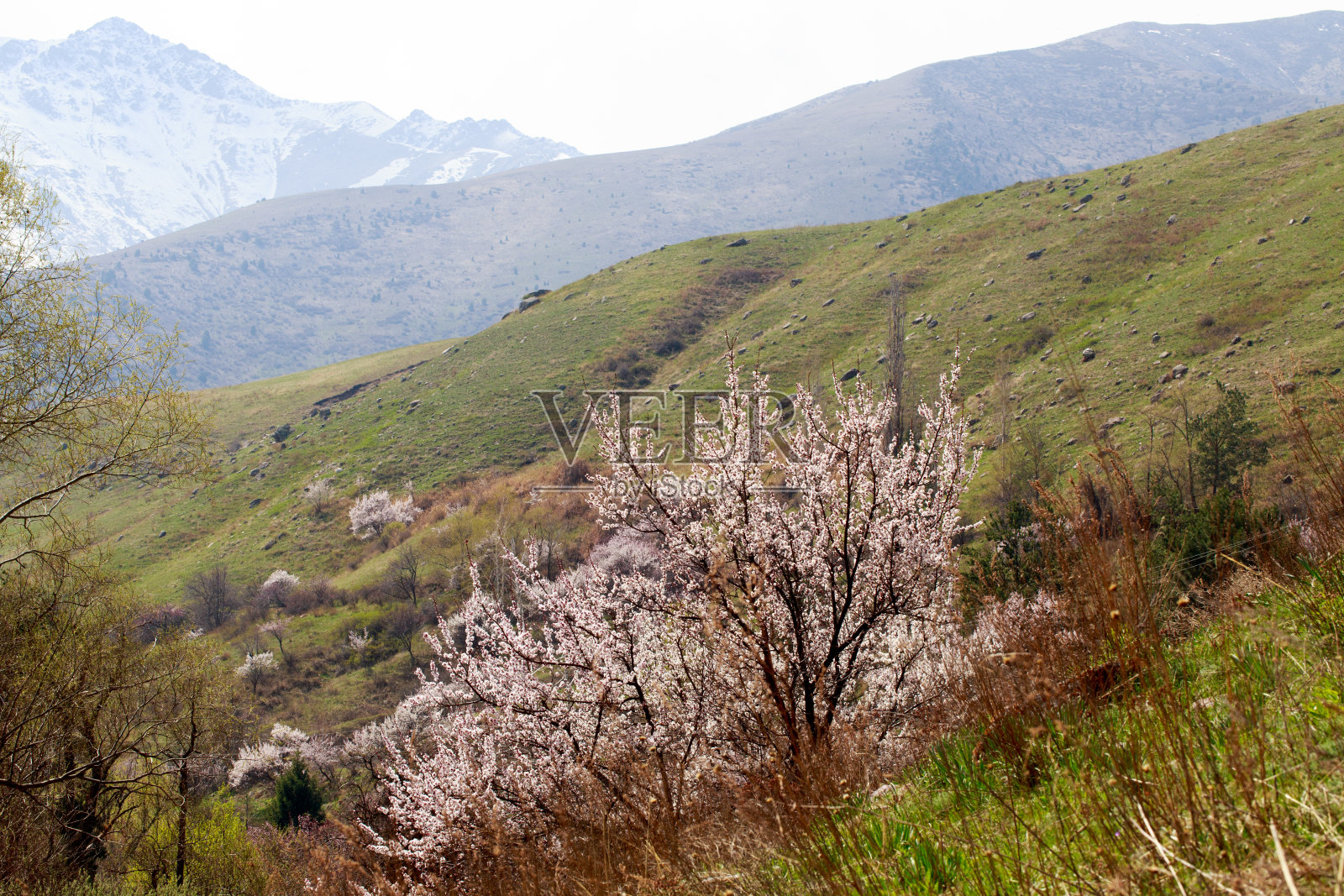 城外的春天。山上开花的树木。大自然中美好的一天。照片摄影图片