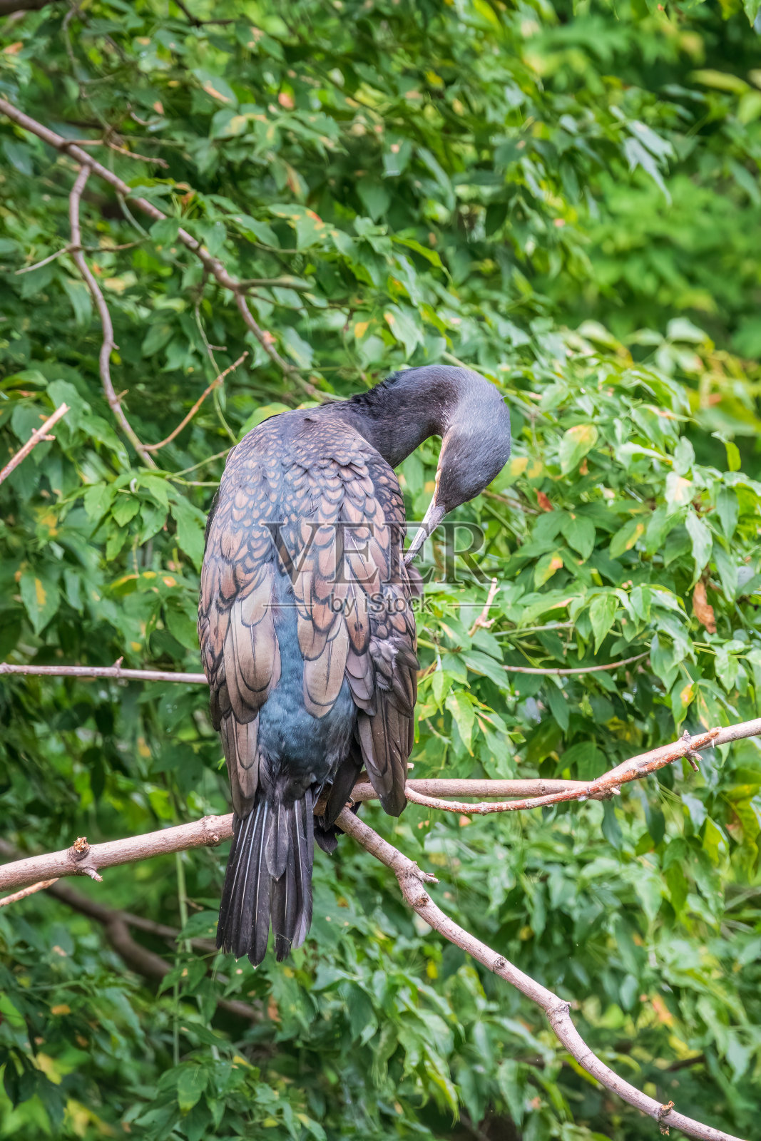 绿背景上的大鸬鹚栖息在树枝上照片摄影图片