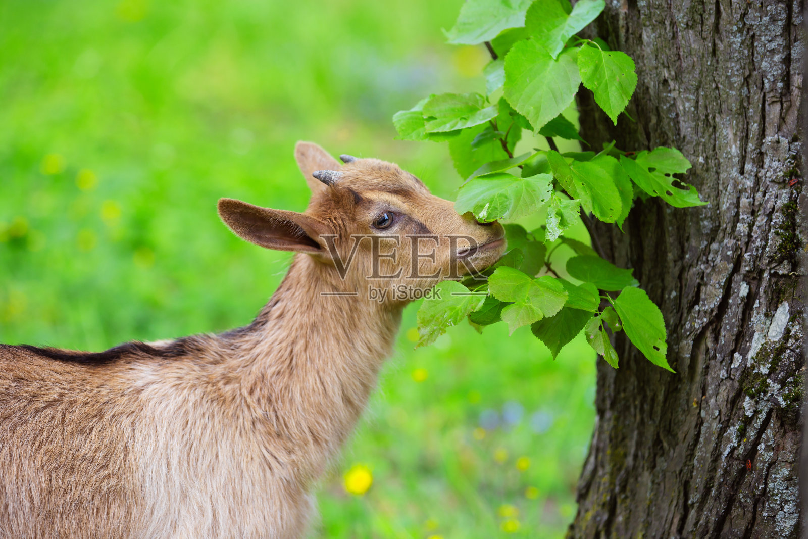 一只棕色的小山羊在夏日的草坪上散步，宠物们照片摄影图片