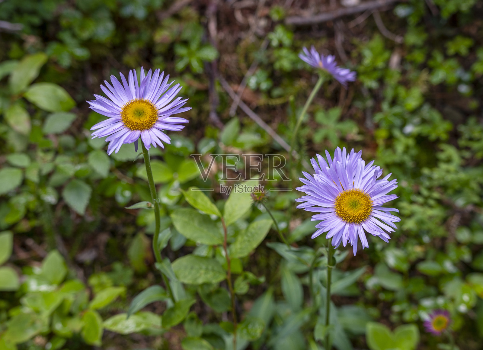 生长在库特尼国家公园的Fleabane (Erigeron triidus照片摄影图片