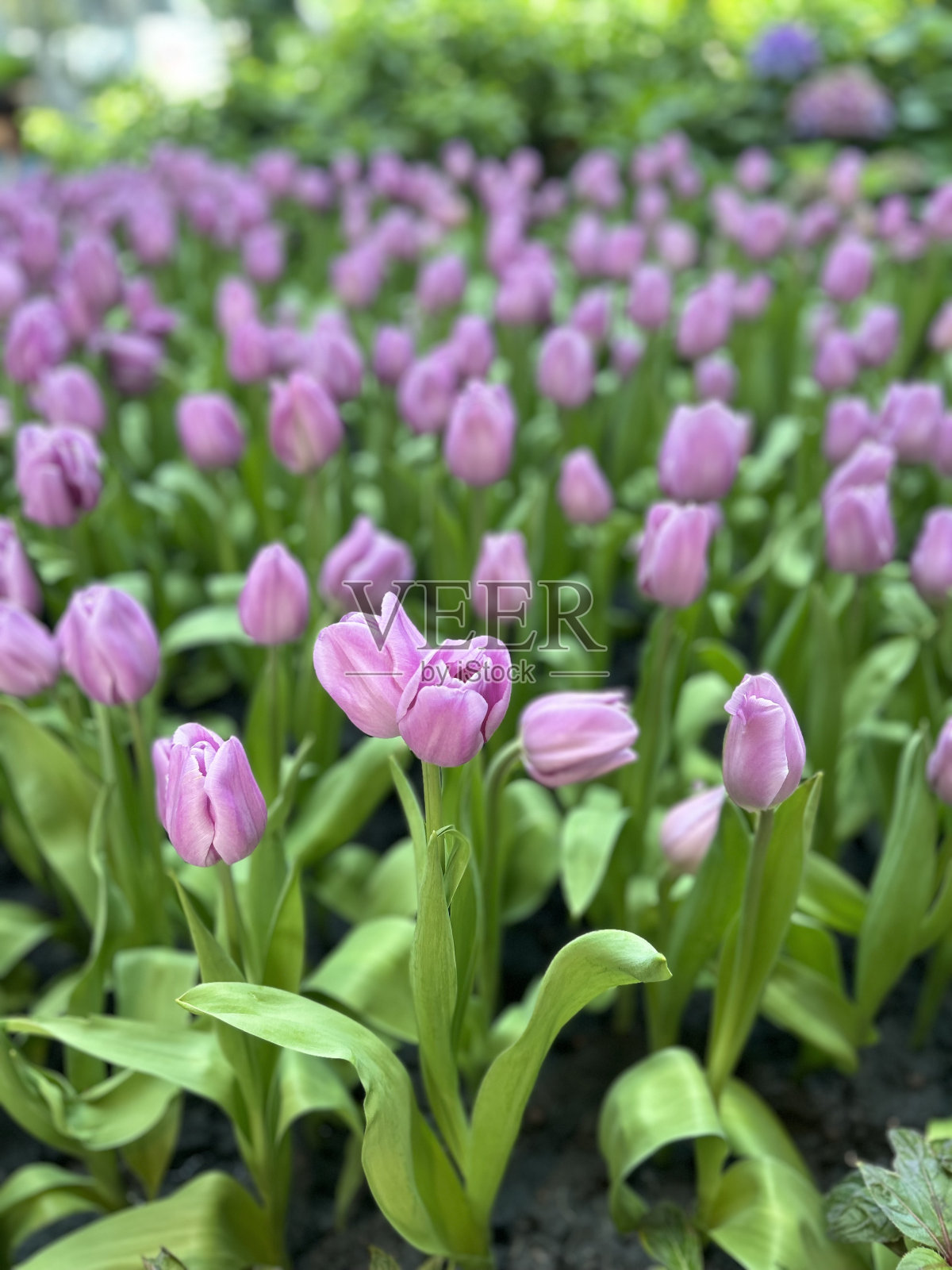 花园里的郁金香照片摄影图片