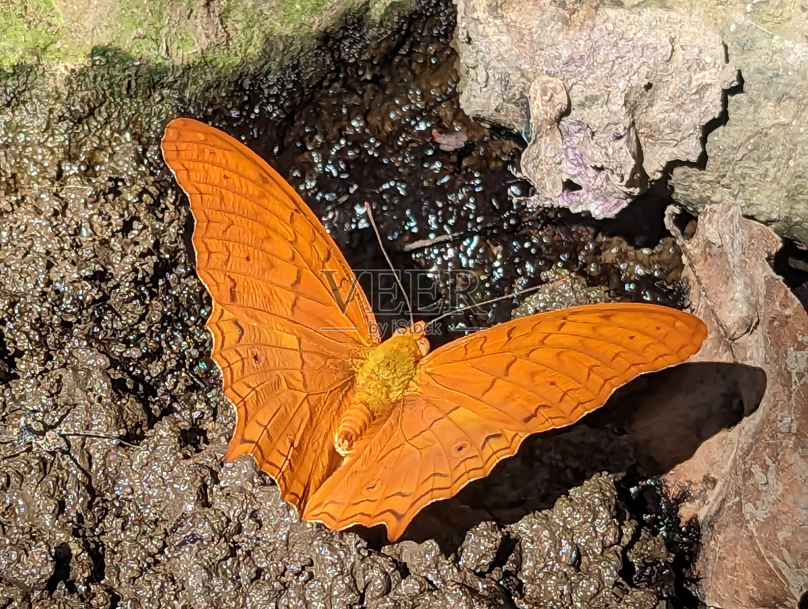 色彩鲜艳的蝴蝶照片摄影图片