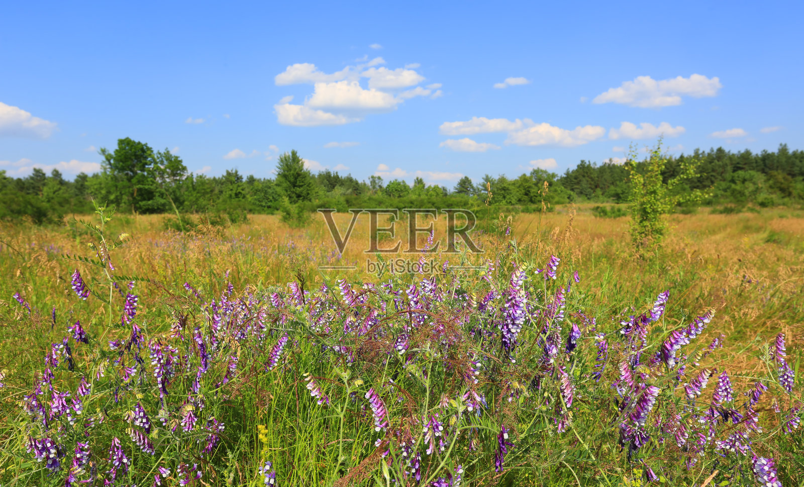 草原草地上的野花照片摄影图片