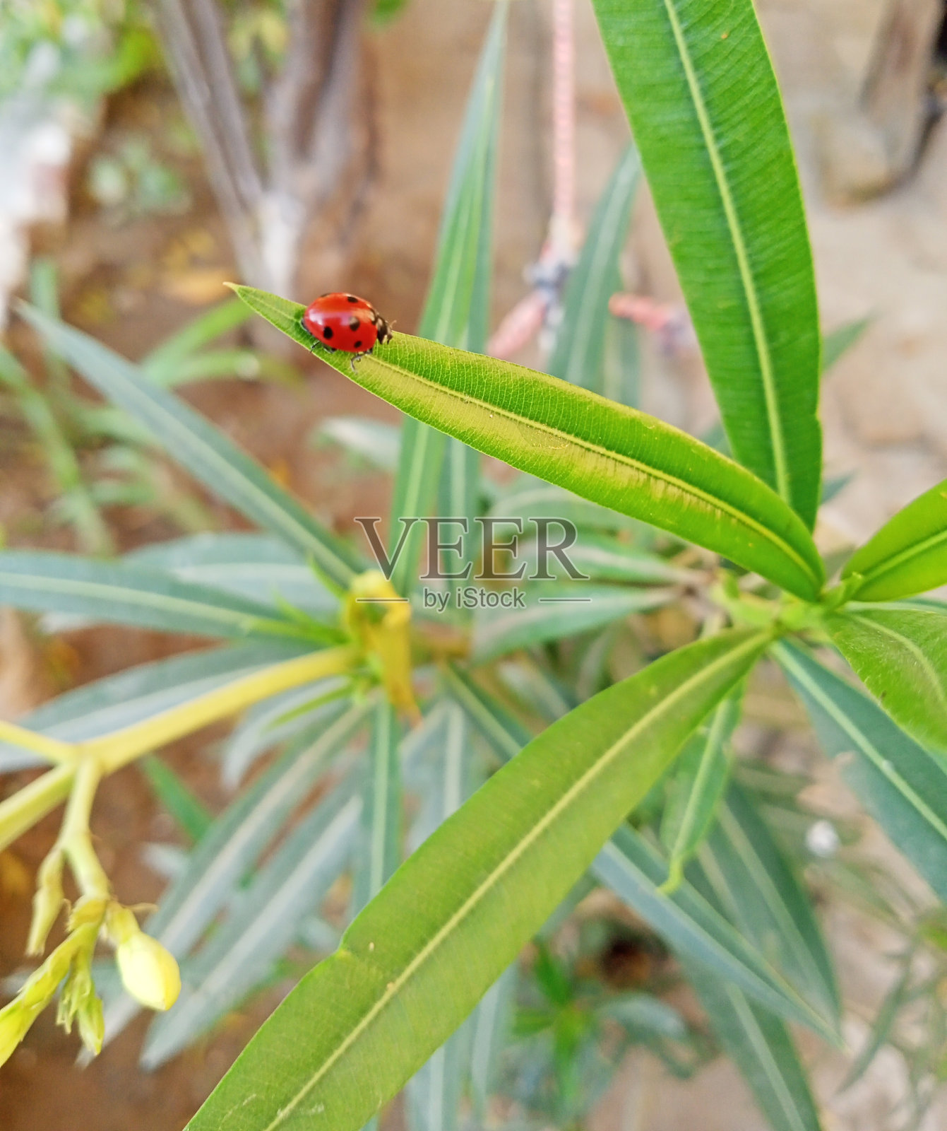 开花植物叶子上的瓢虫特写，叶子上的甲虫，瓢虫，叶子上的瓢虫照片摄影图片