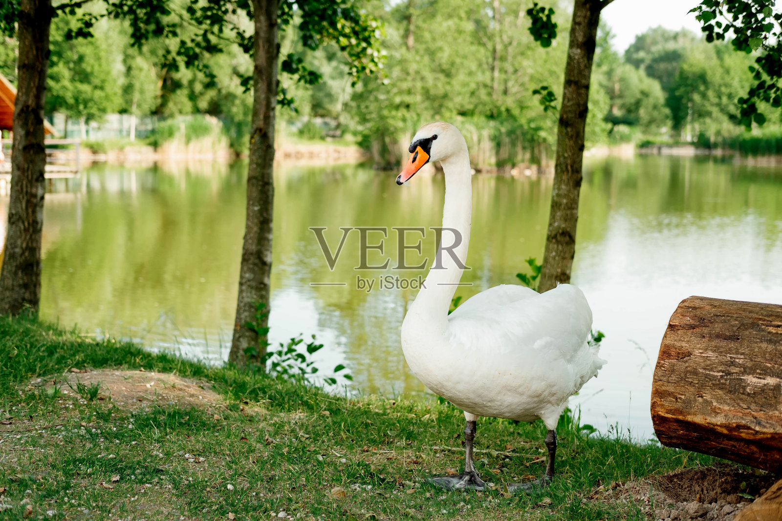 夏天，一只美丽的白天鹅站在湖边的草地上照片摄影图片