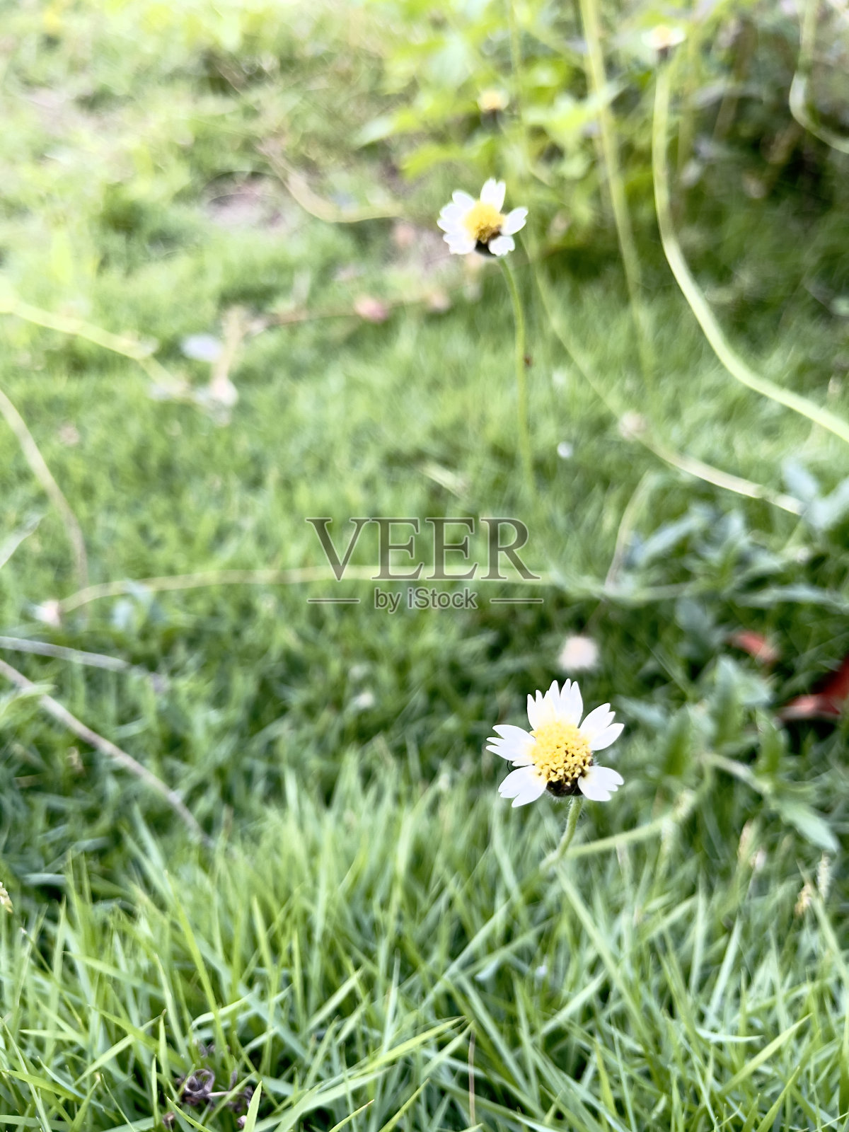 三叶草，雏菊，纽扣照片摄影图片