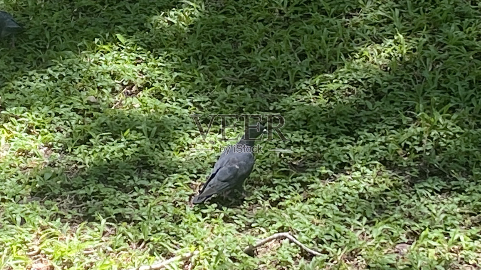 鸽子照片摄影图片