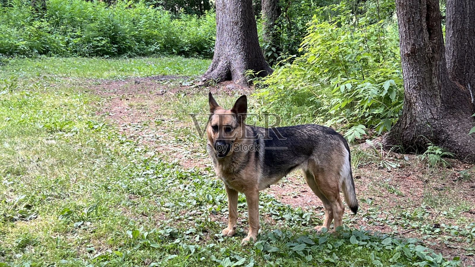 一只狗在森林里散步照片摄影图片