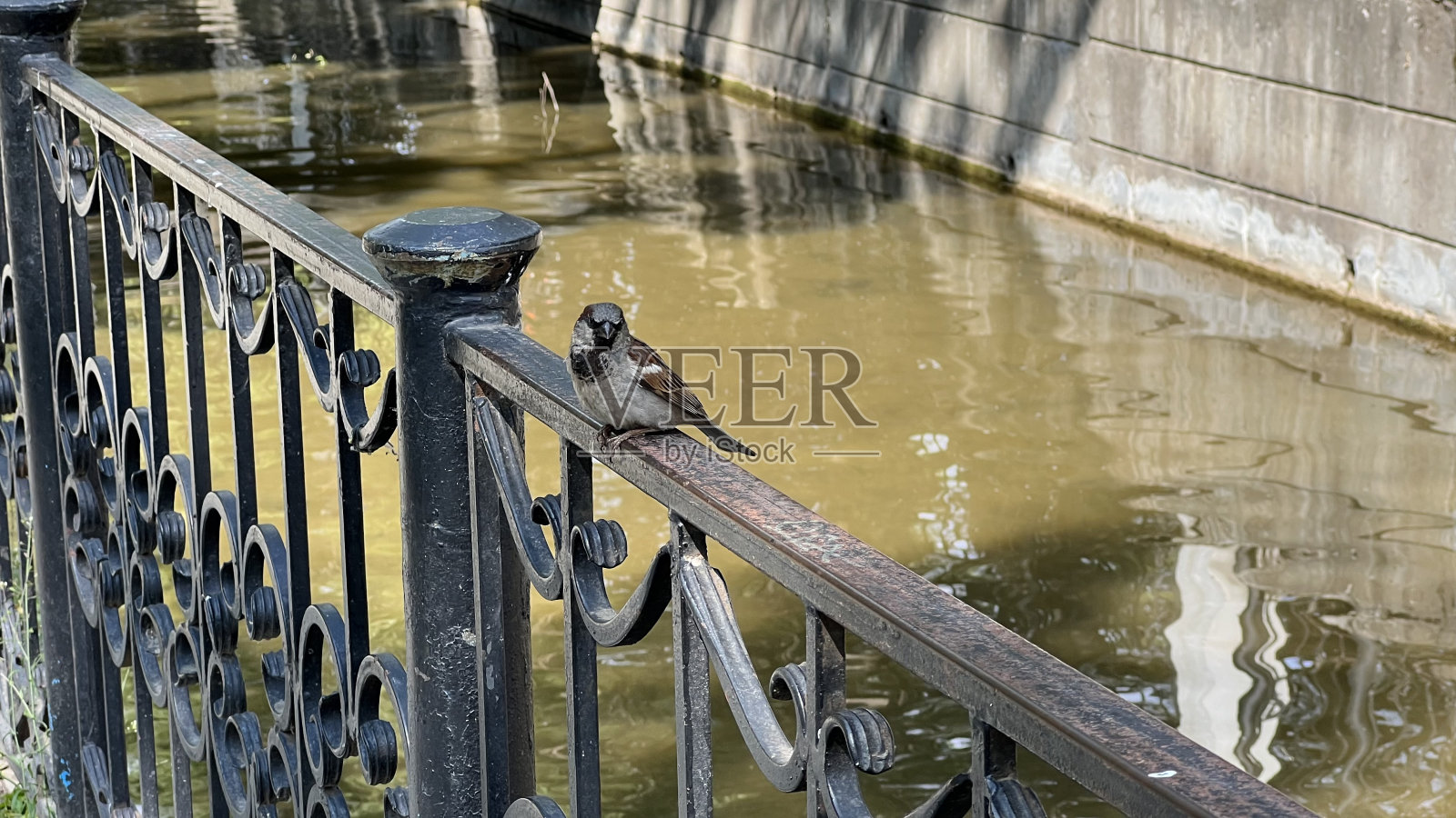 篱笆上的麻雀照片摄影图片