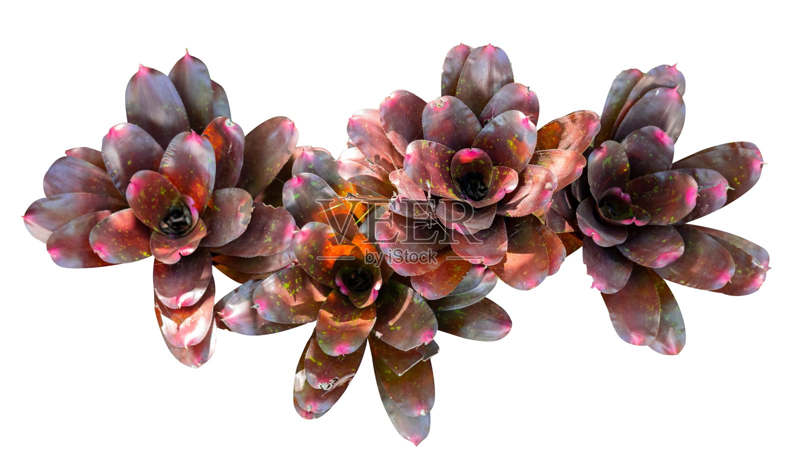 红花盆花孤立。室内植物元素照片摄影图片