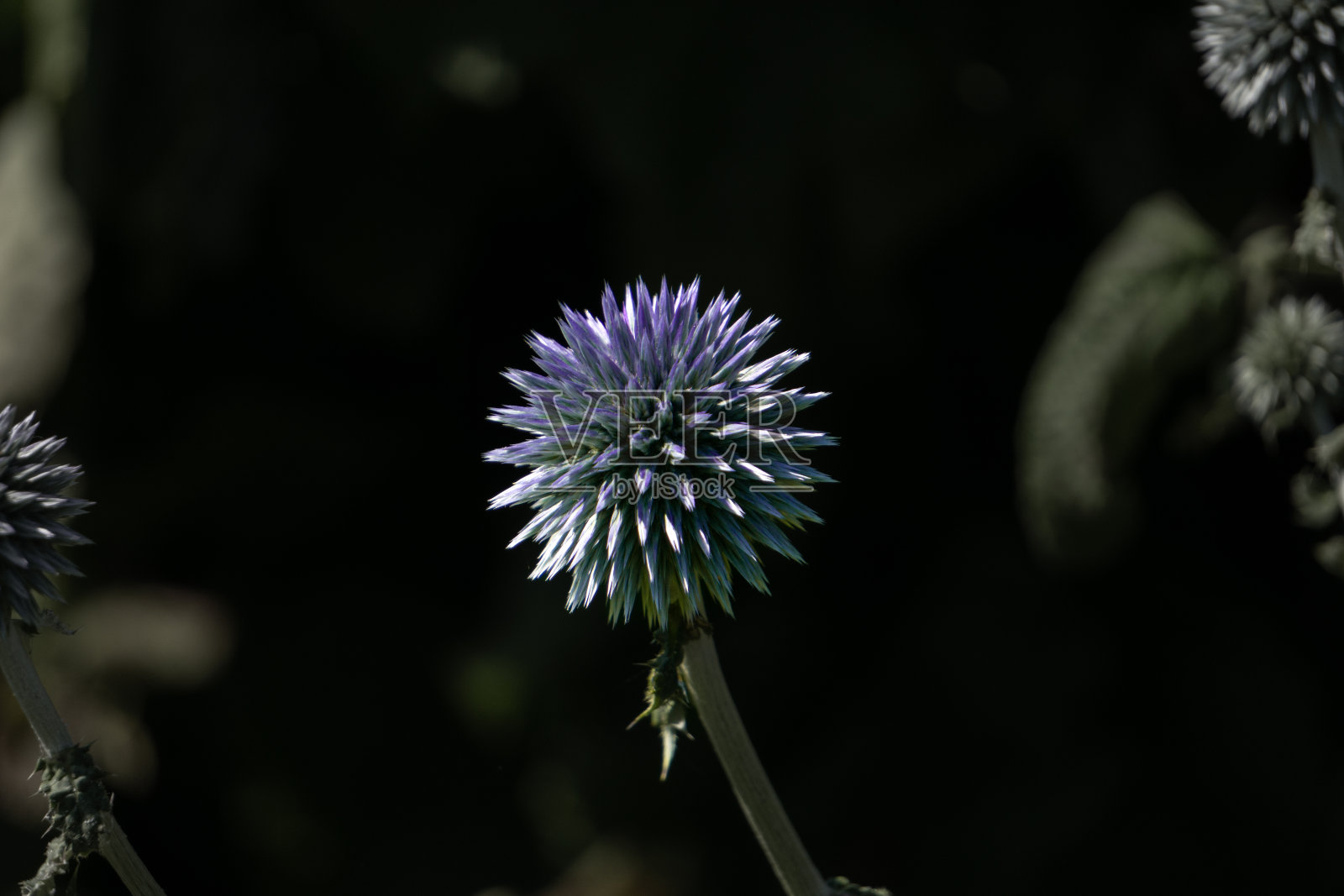 紫色的花与黑暗的背景照片摄影图片