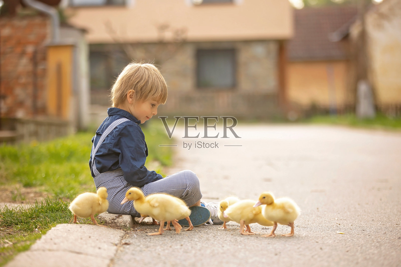 漂亮的学前班男孩，在小村庄的街道上和小鸭子玩耍照片摄影图片