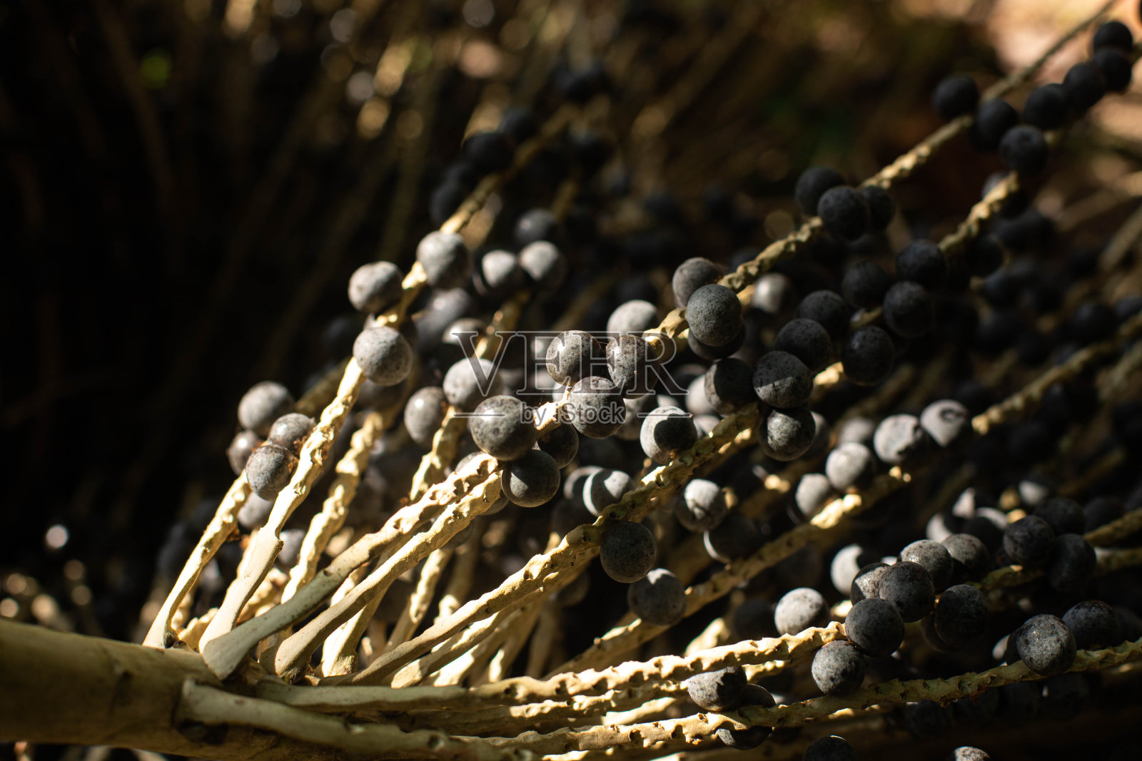 美丽的阳光照射在一个地区的水果照片摄影图片