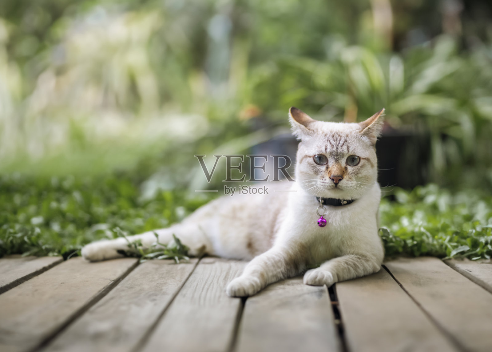 白色的小猫坐在花园的木地板上。白猫在公园里找东西。花园里有可爱的宠物，还有复制空间。照片摄影图片