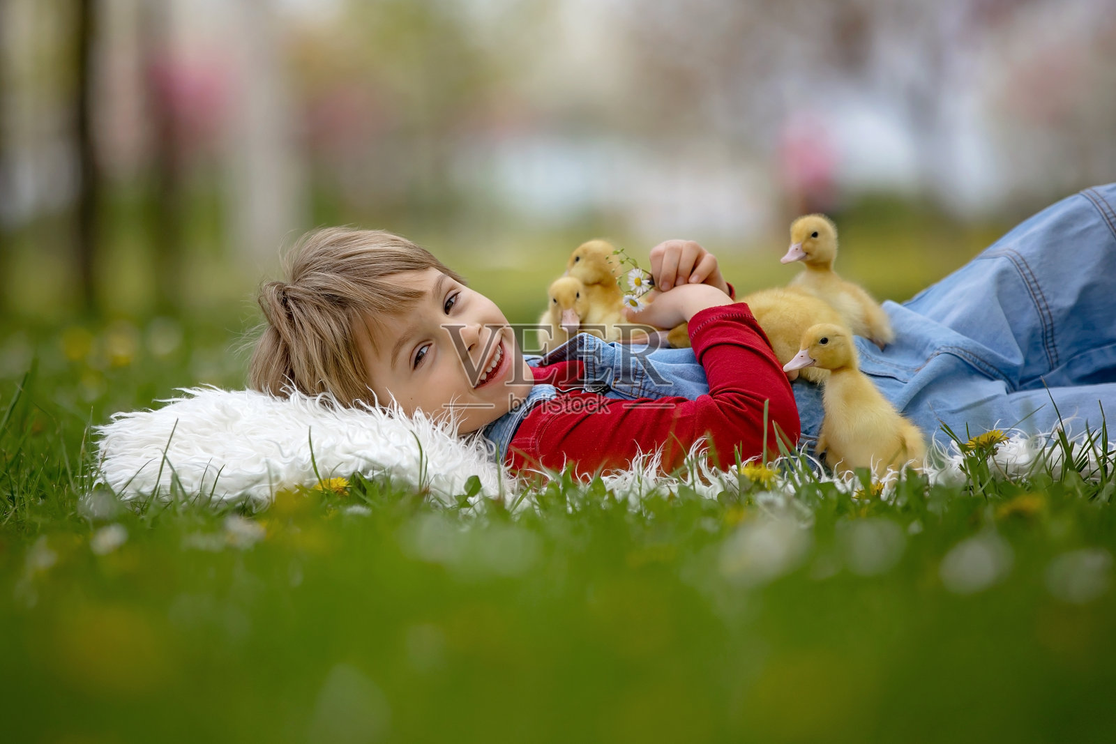 漂亮的学前班男孩，在公园里和小鸭子玩耍照片摄影图片