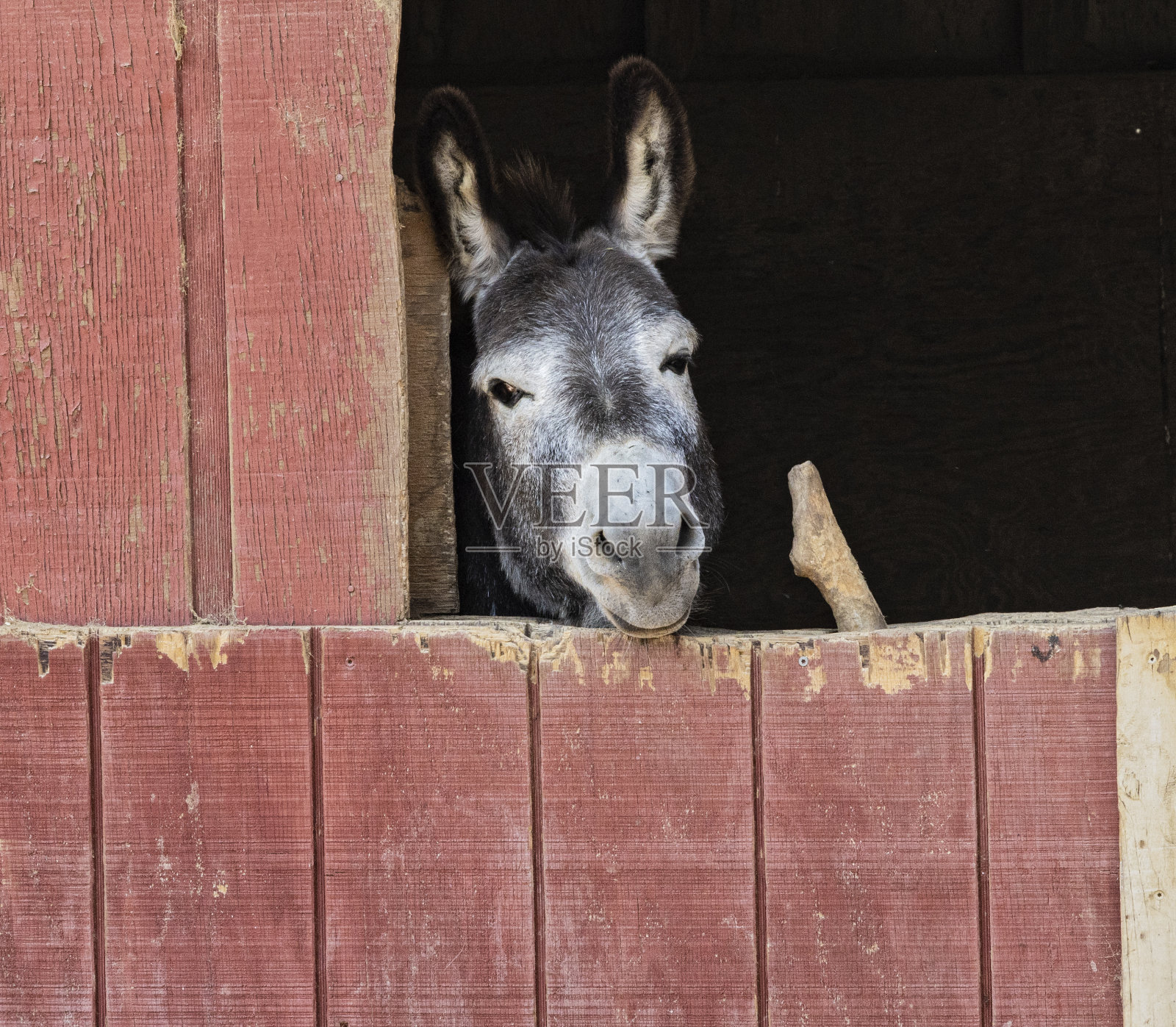 驴子向谷仓外张望照片摄影图片