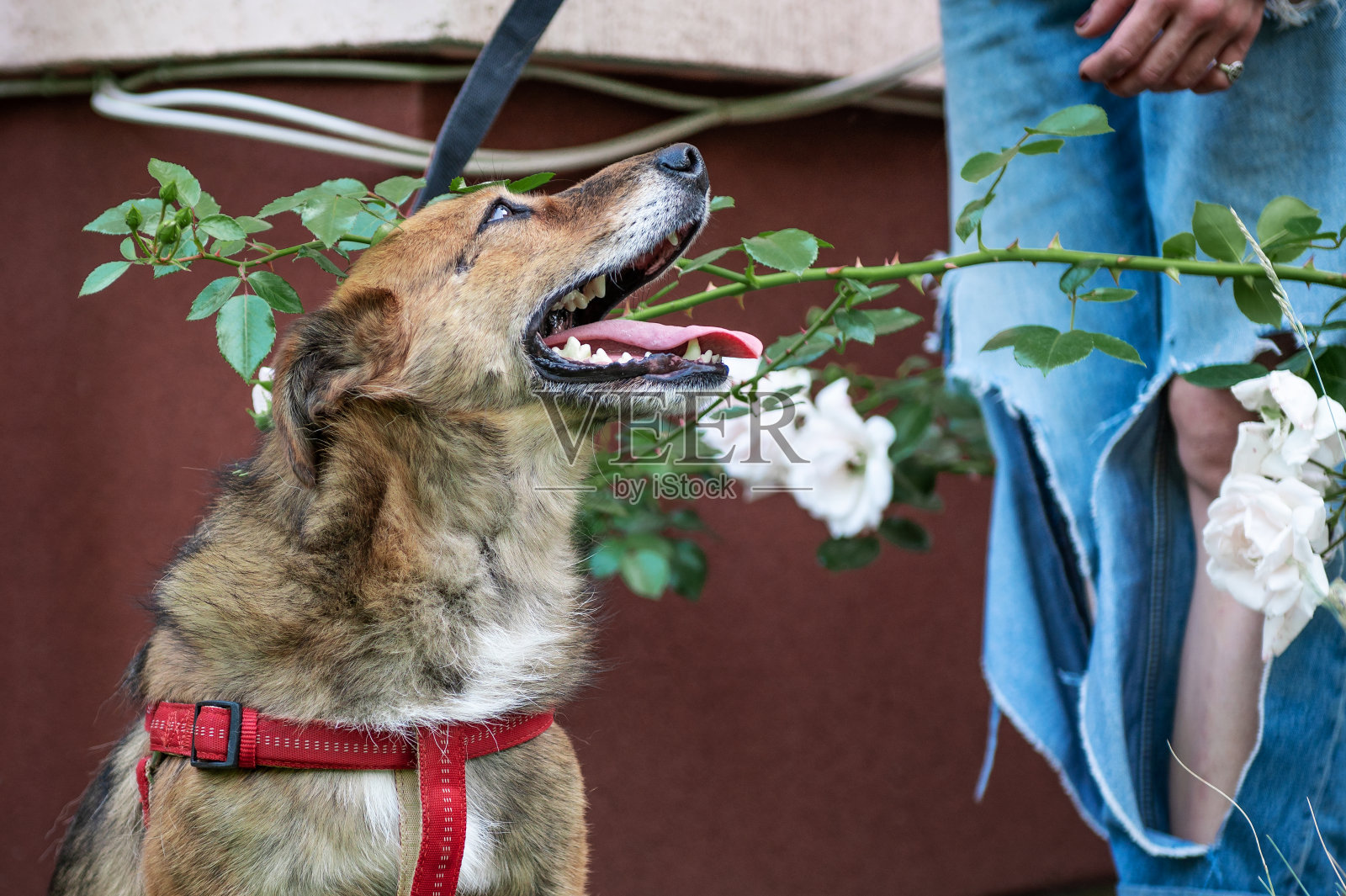 在收容所的纯种红狗。户外红狗的肖像。漂亮的家狗照片摄影图片