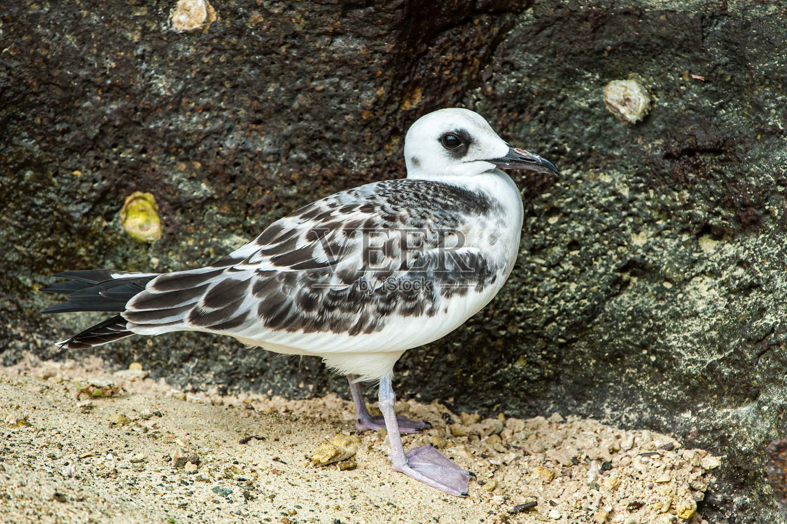 厄瓜多尔加拉帕戈斯群岛国家公园，塔岛的燕尾鸥。少年。照片摄影图片