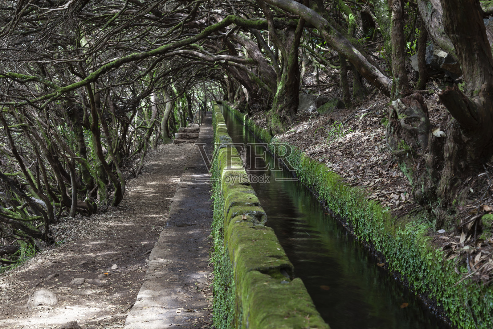 拉巴卡尔，自然远足区列瓦达做里斯科列瓦达远足径，留下了列瓦达水管，马德拉，葡萄牙，欧洲照片摄影图片