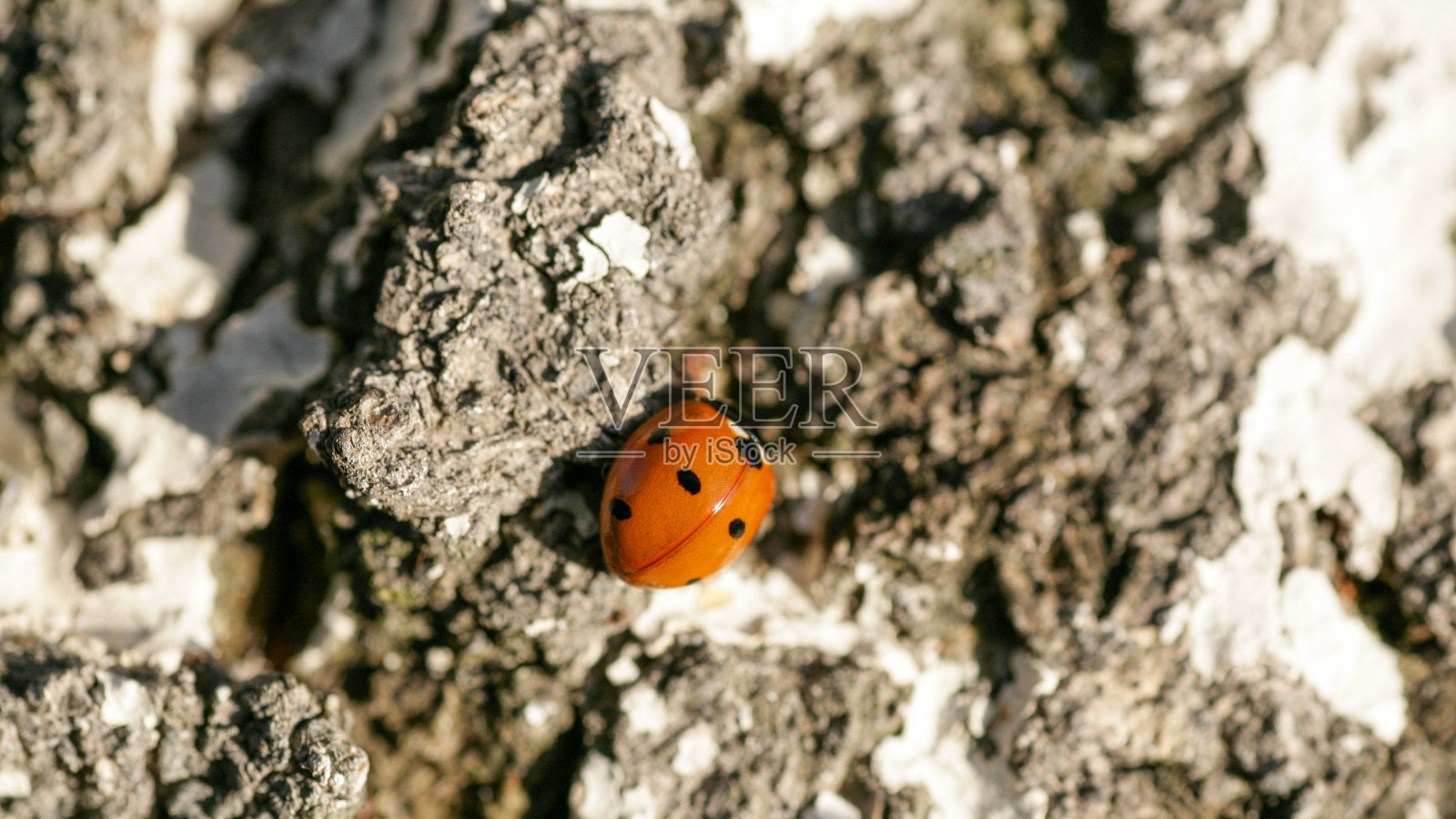 瓢虫坐在一片花叶上。瓢虫在绿草叶上奔跑照片摄影图片