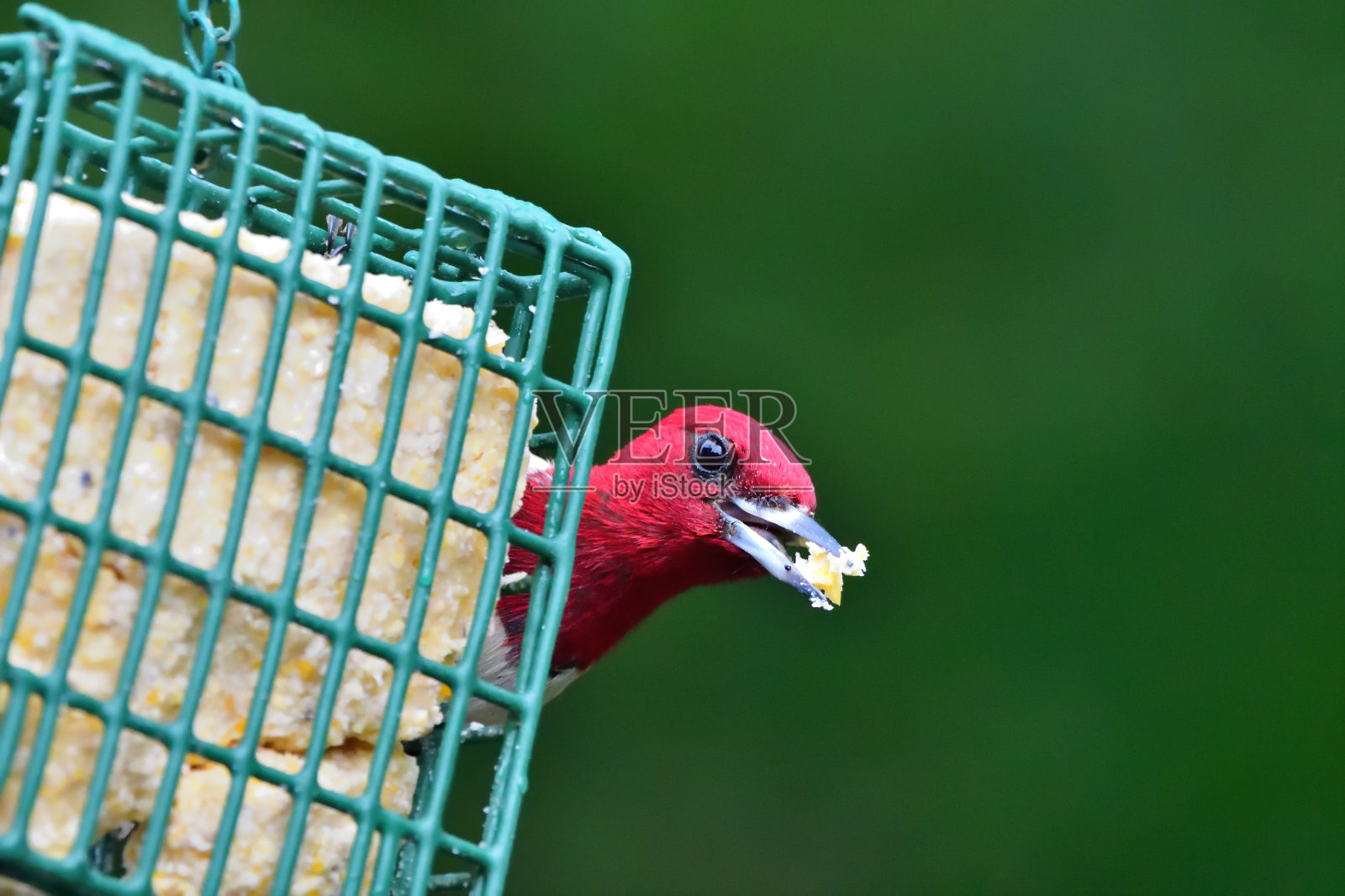 红头啄木鸟照片摄影图片