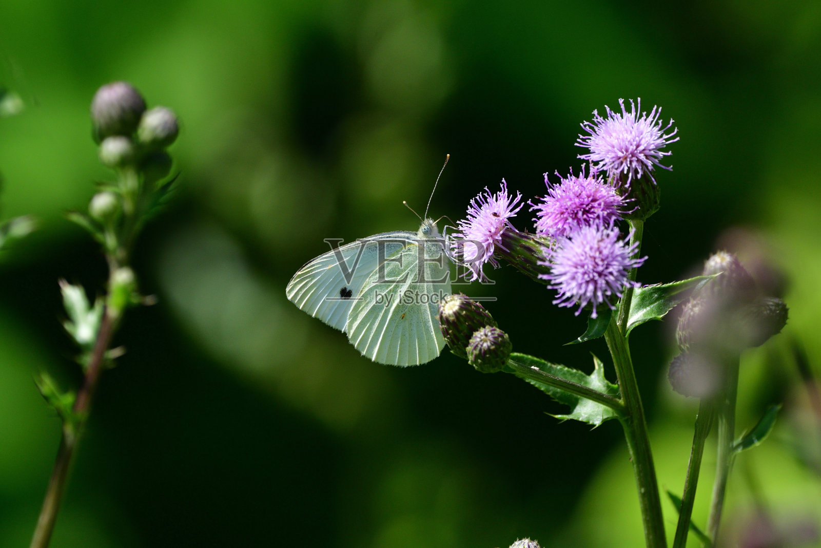 蝴蝶照片摄影图片