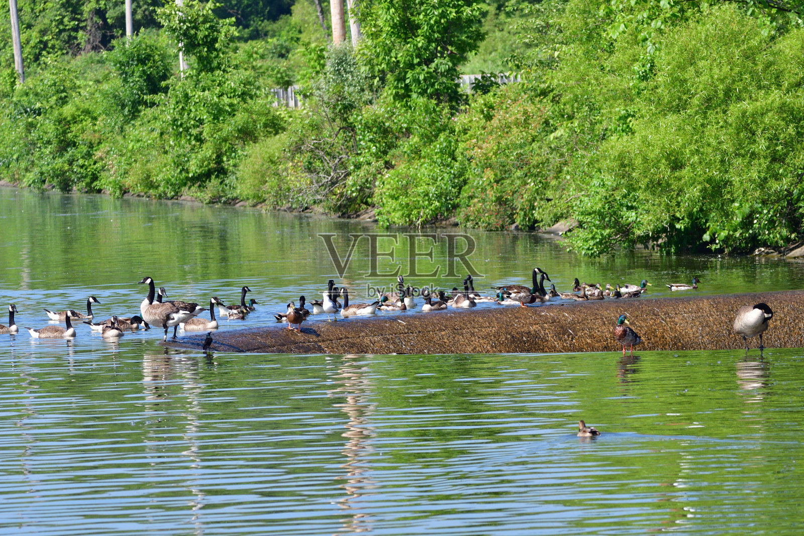 加拿大鹅照片摄影图片