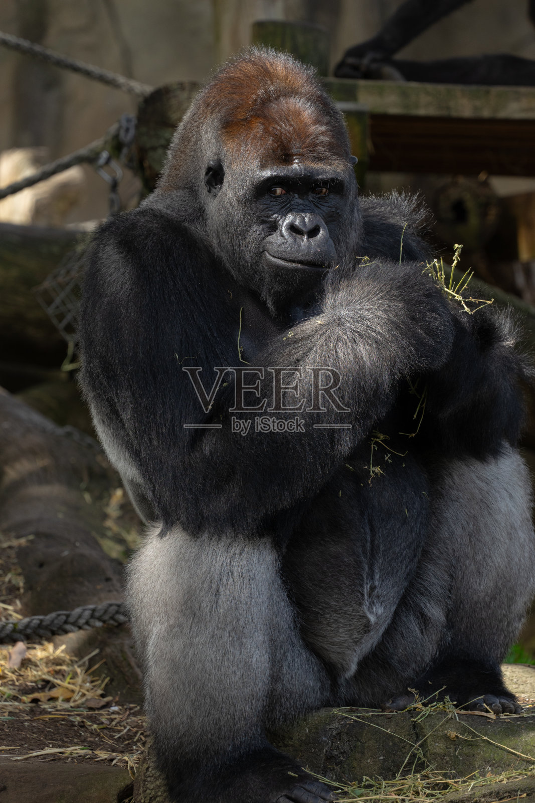 与大猩猩共进下午茶照片摄影图片