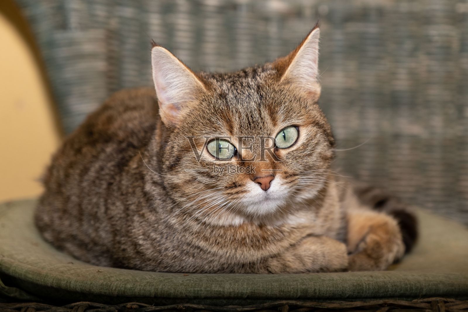 可爱的灰色条纹猫躺在椅子上，背景模糊照片摄影图片