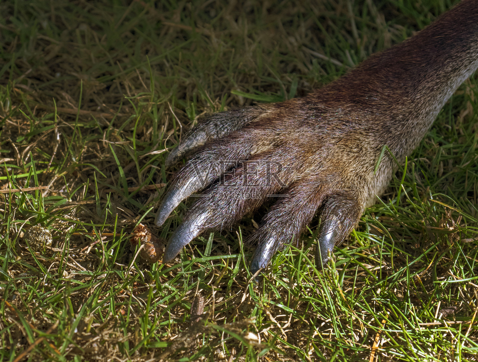 袋鼠爪照片摄影图片
