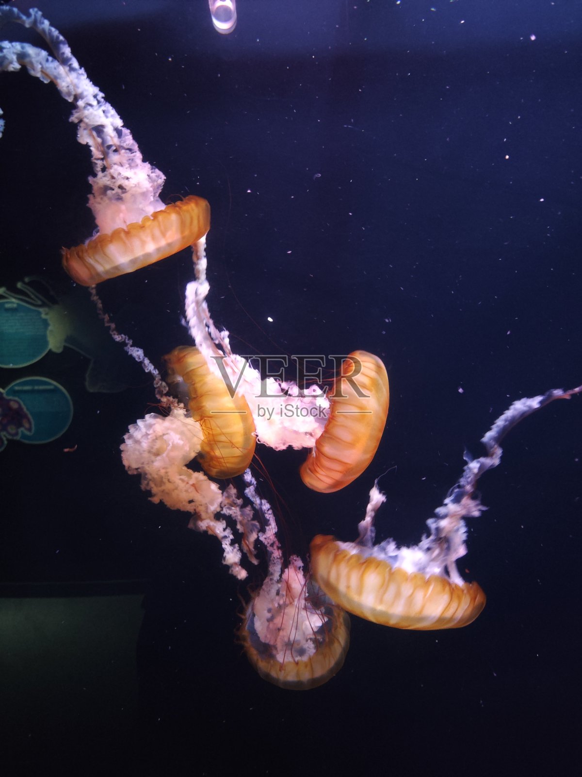 水族馆里的水母照片摄影图片