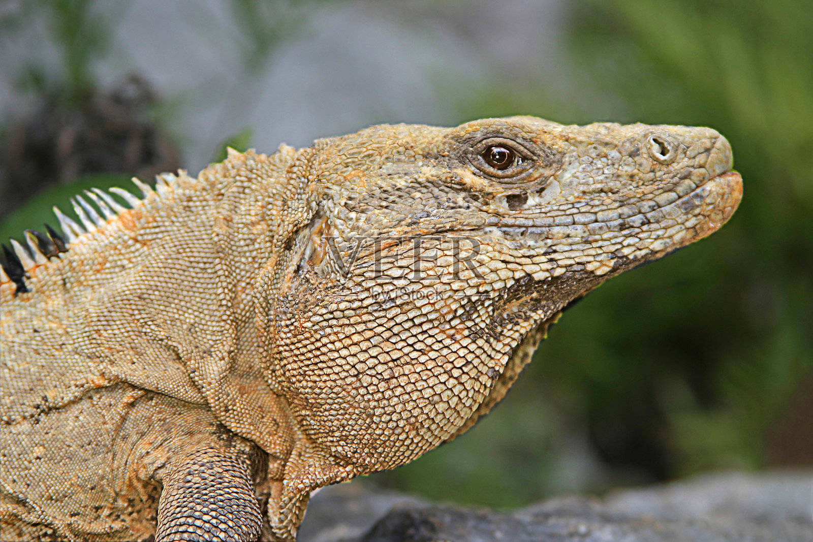 雄性鬣蜥特写照片摄影图片