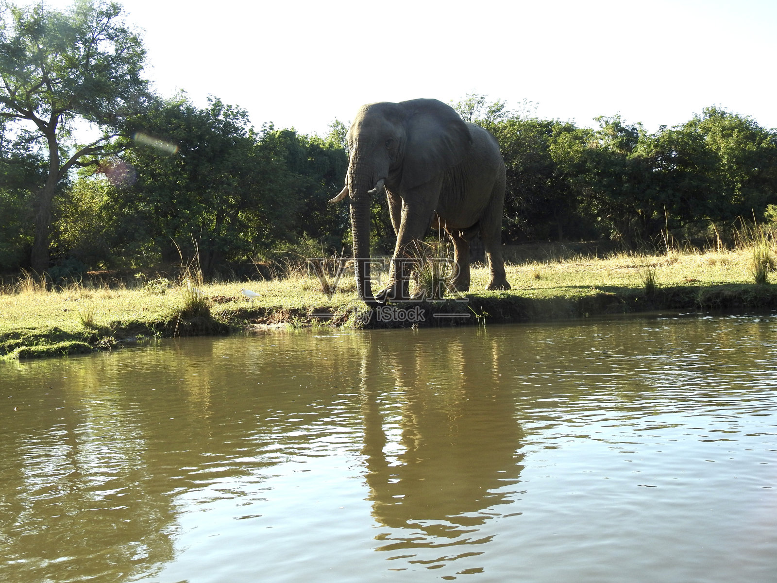 大象喝水照片摄影图片