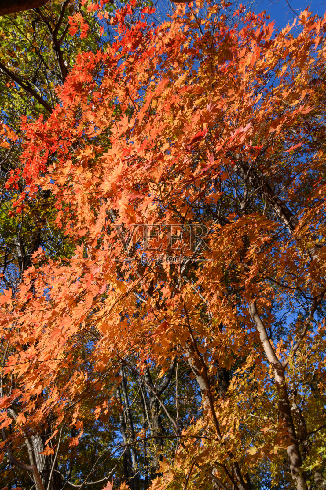 埼玉县秋叶(学名:Acer amoenum)照片摄影图片