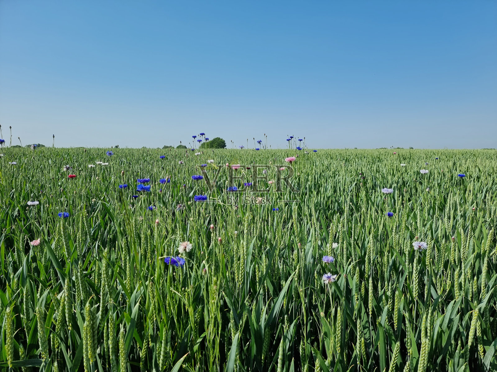 矢车菊属cyanus照片摄影图片