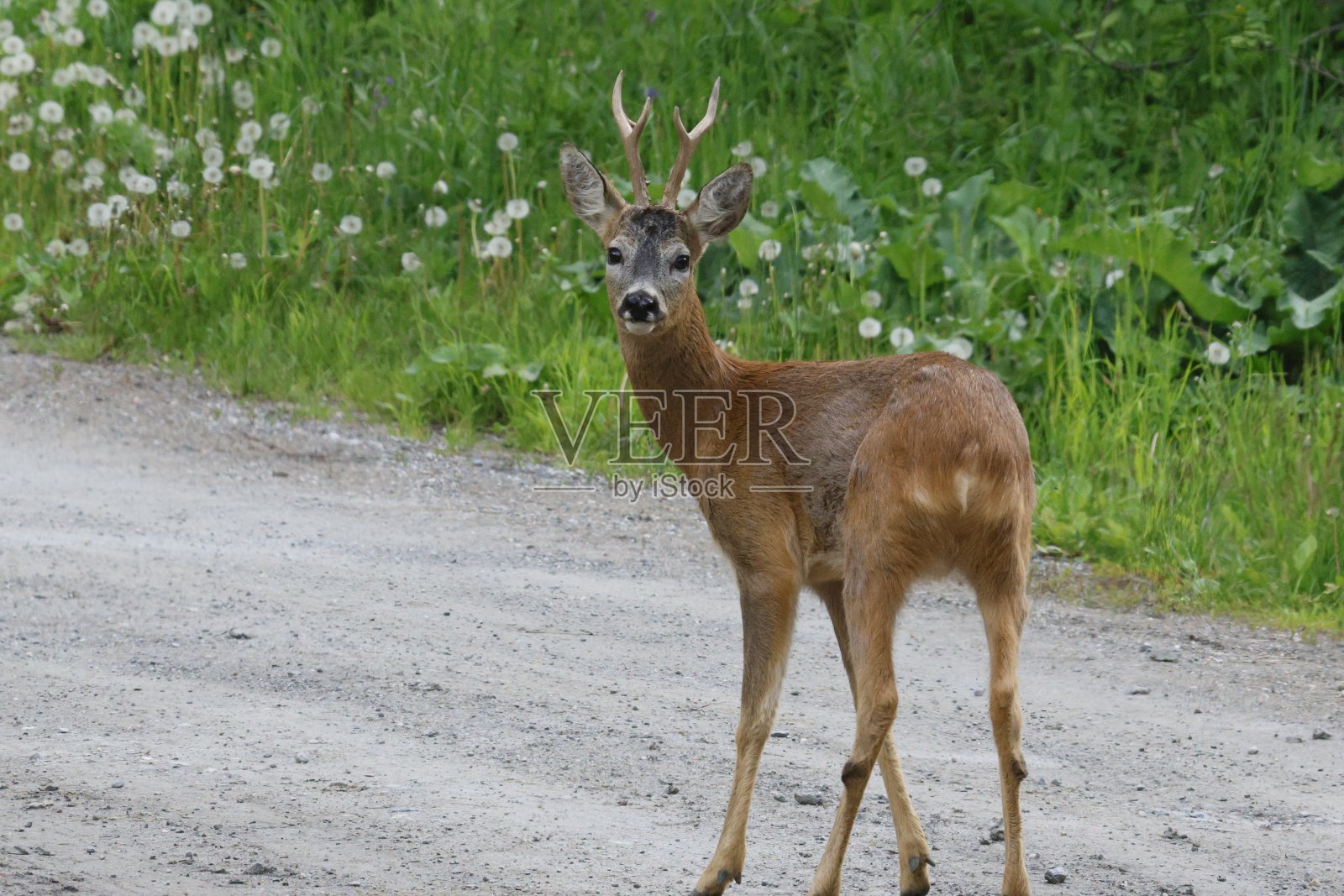 狍子照片摄影图片