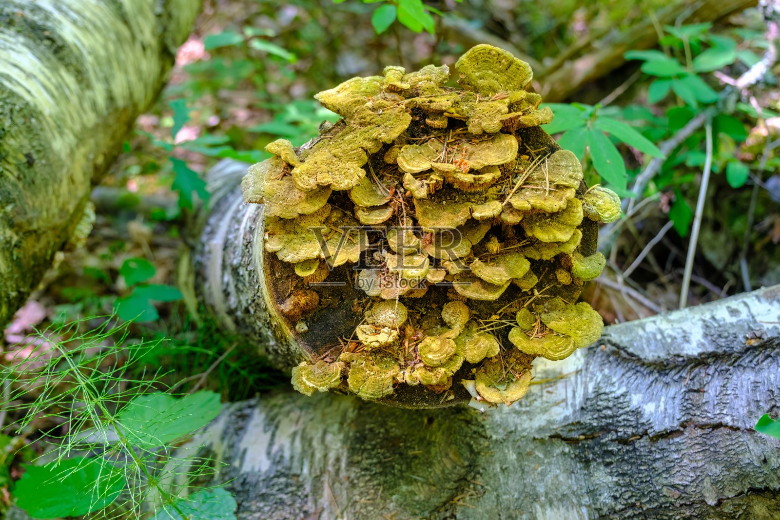 树干上的寄生真菌。它们生长在树木砍伐处照片摄影图片