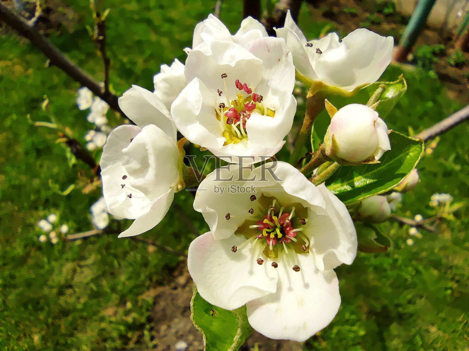 在一个阳光明媚的日子里，花园里一簇白花的特写镜头。照片摄影图片