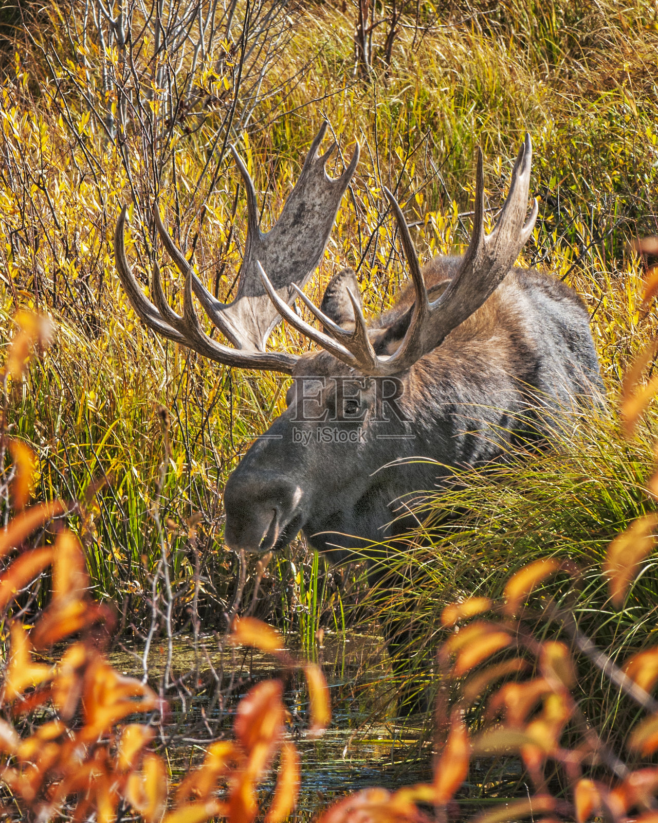 驼鹿照片摄影图片