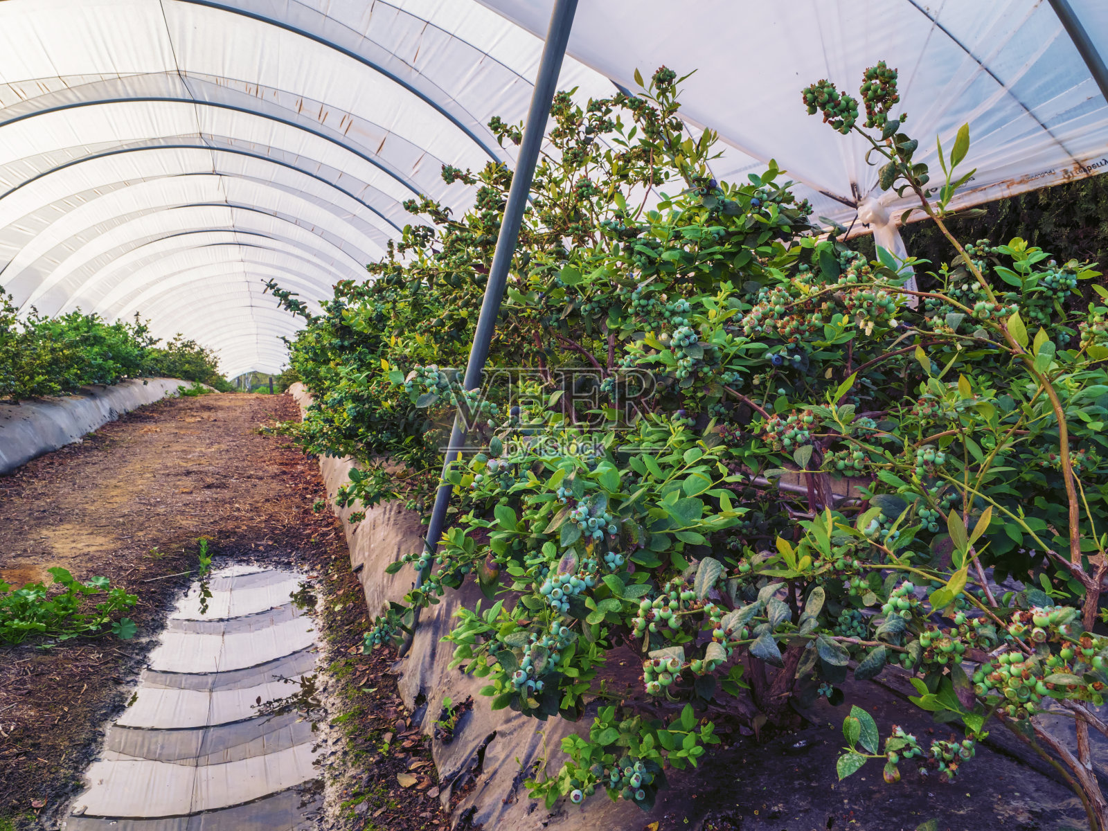 蓝莓温室的内部照片摄影图片