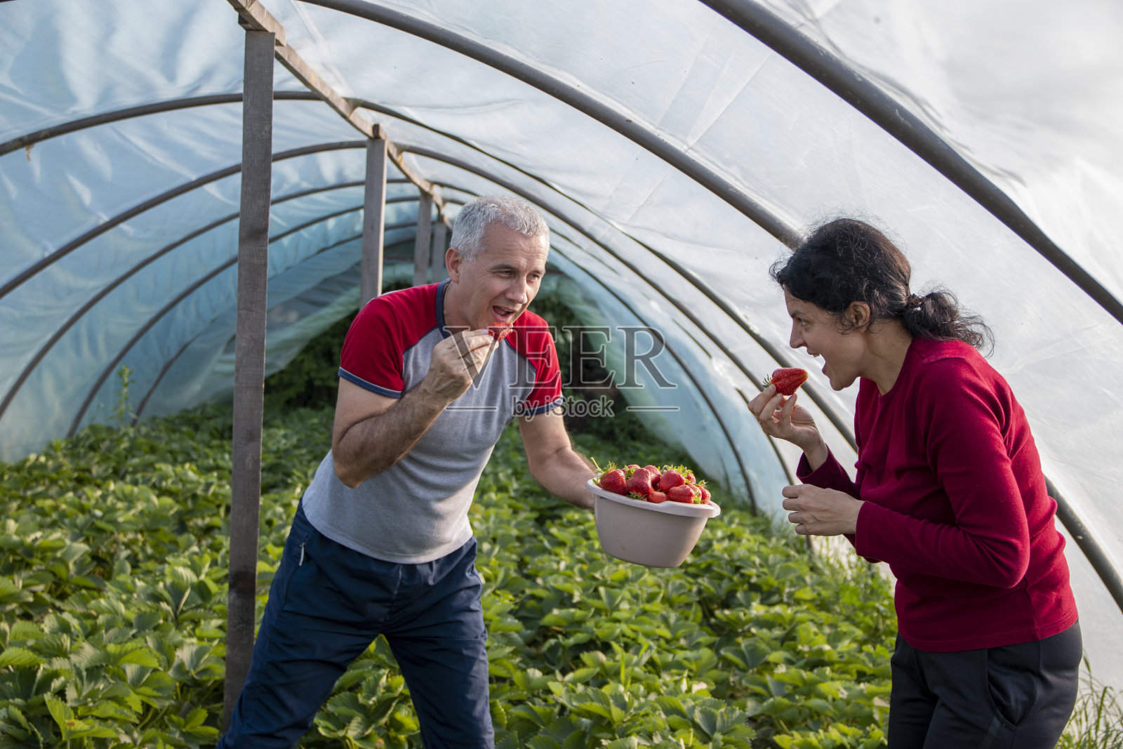 快乐的农民微笑着在温室里采摘成熟的草莓照片摄影图片