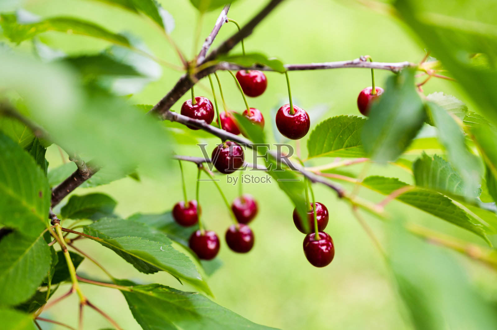 红色成熟的樱桃挂在樱桃树枝上照片摄影图片
