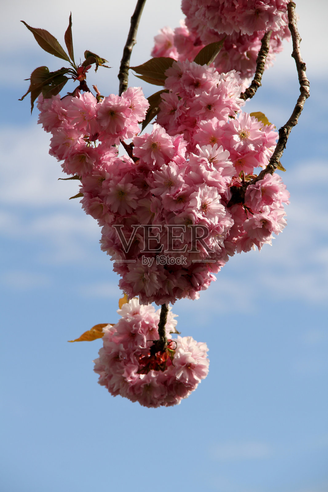 晃来晃去的花照片摄影图片