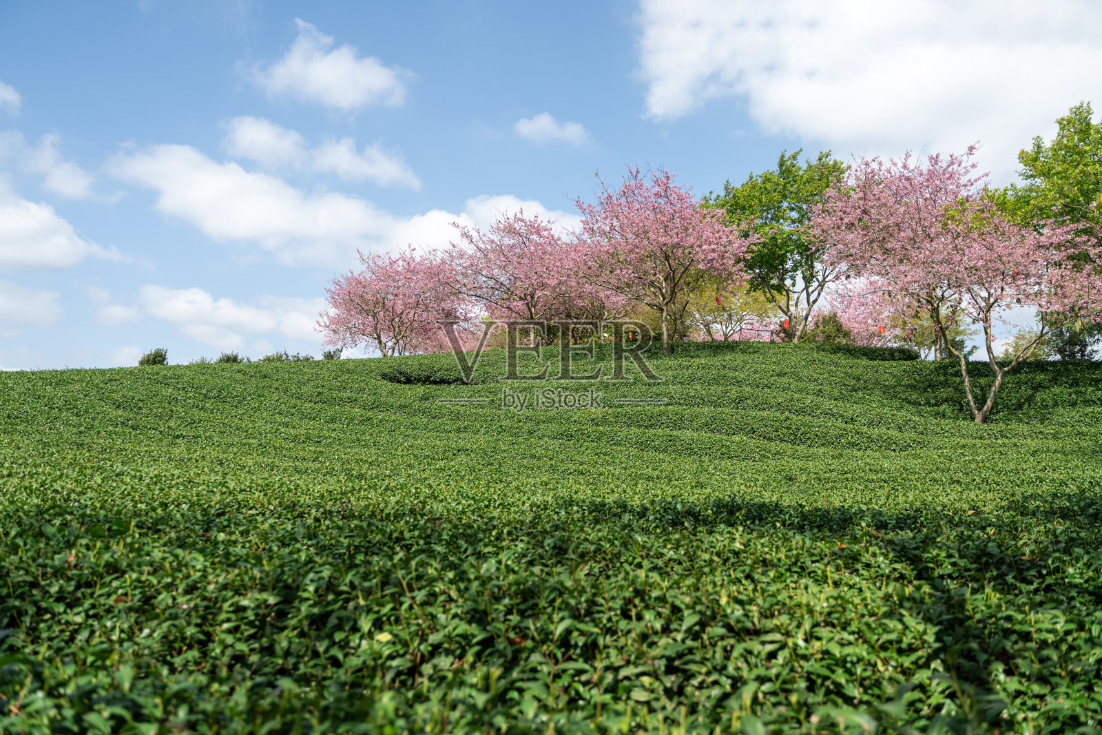 美丽的樱花有机茶园照片摄影图片