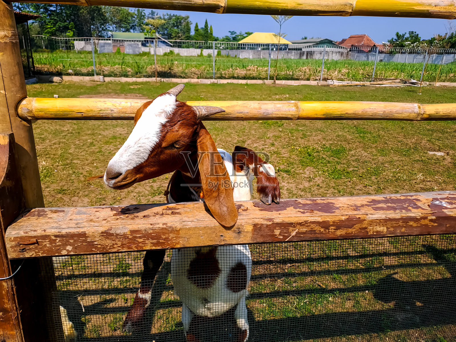 农场里好奇的山羊照片摄影图片